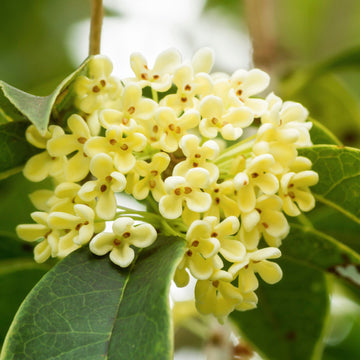 Olive Blossom