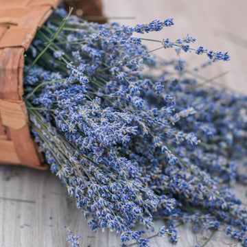 French Lavender