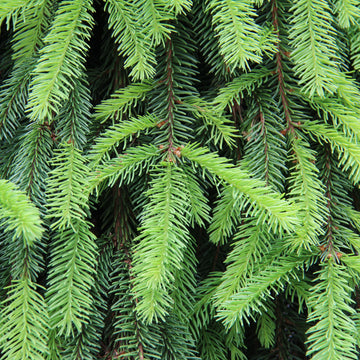 Balsam Fir