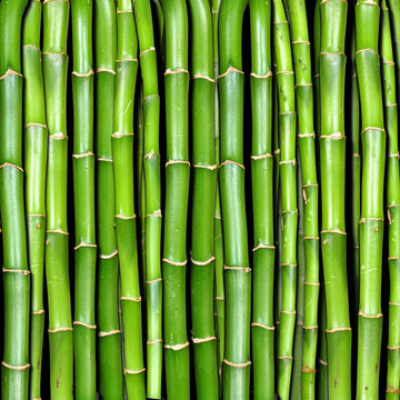 Bamboo