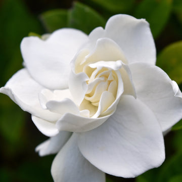 Gardenia