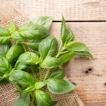 Sweet Basil