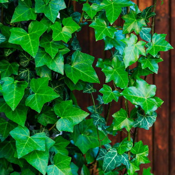 English Ivy