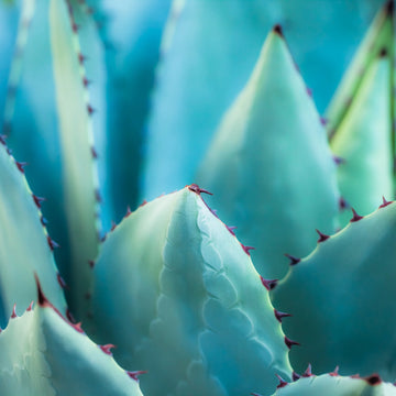 Agave