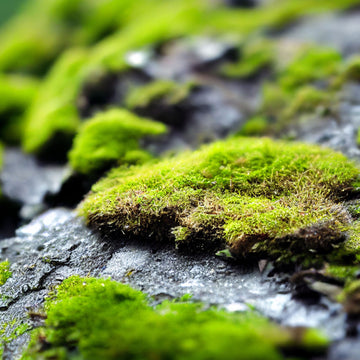 Moss